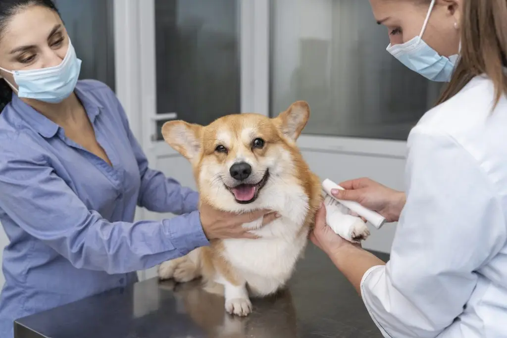 Dierenkliniek in Breda